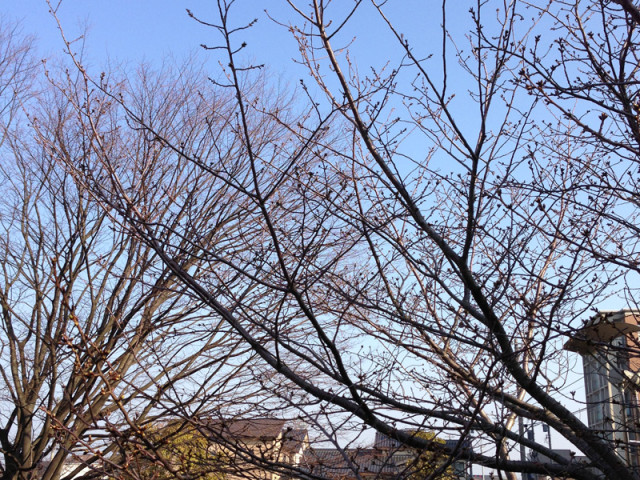 御経塚「泉の広場」の桜