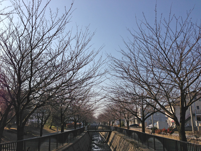 馬場川緑道の桜並木
