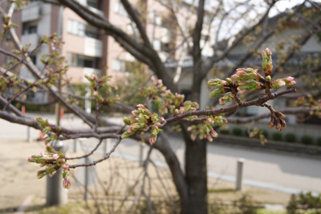 御経塚泉の広場の桜の蕾