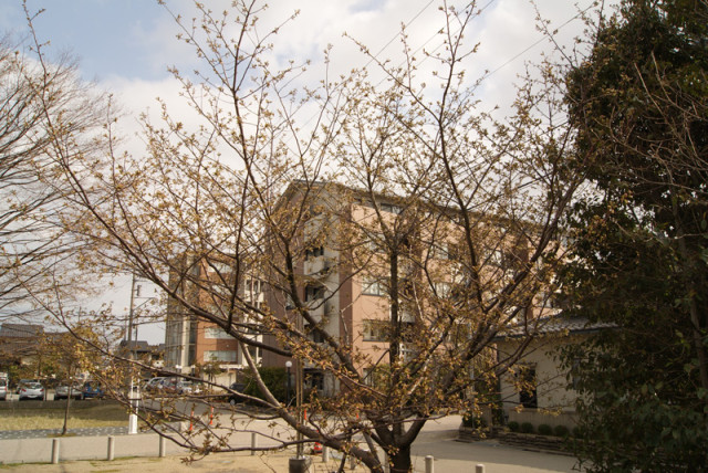 御経塚泉の広場の桜