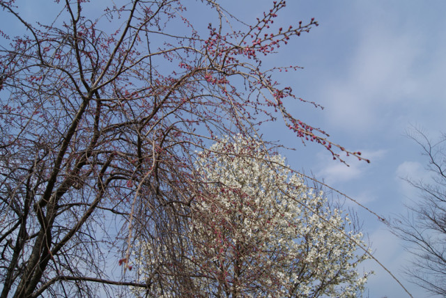 御経塚 泉の広場の枝垂れ桜