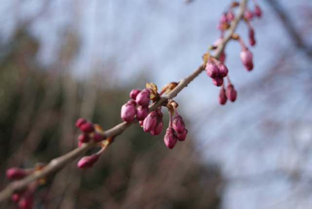 御経塚 泉の広場 の枝垂れ桜の蕾