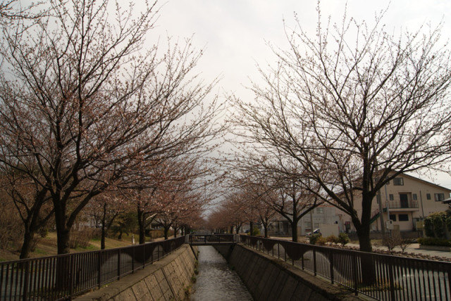 御経塚 馬場川緑道の桜並木