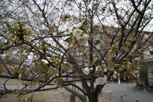 御経塚 泉の広場 の 桜