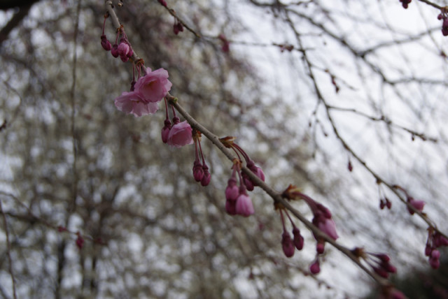 御経塚 泉の広場 の 枝垂れ桜