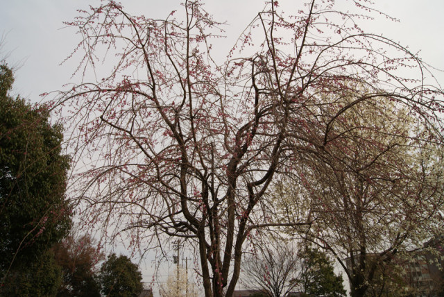 御経塚 泉の広場 の 枝垂れ桜