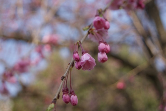 御経塚泉の広場の枝垂れ桜