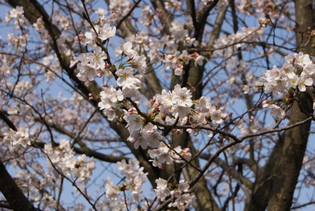 御経塚馬場川緑道の桜