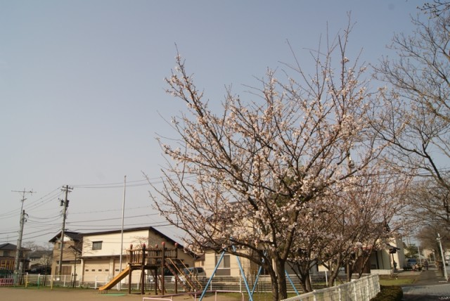御経塚 御経塚保育園の桜