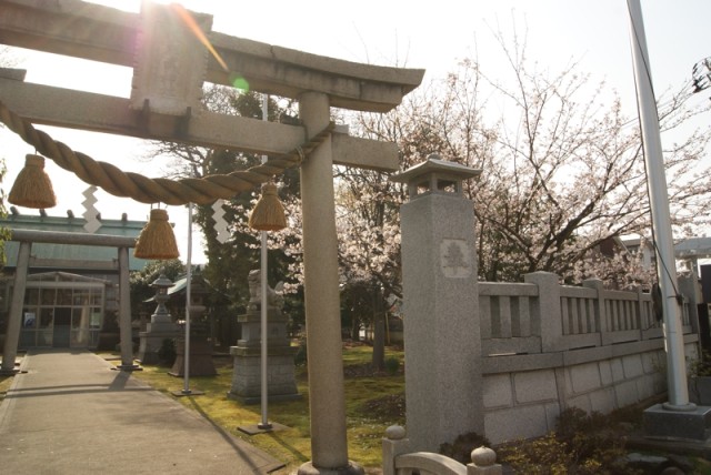 御経塚 佐那武神社の桜