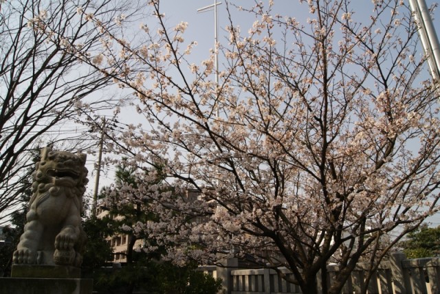 御経塚 佐那武神社の桜