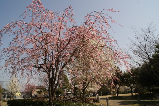 御経塚 泉の広場の枝垂れ桜 