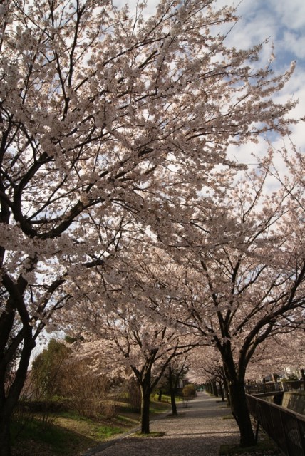 御経塚 馬場川緑道の桜並木