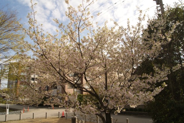 御経塚 泉の広場 の桜