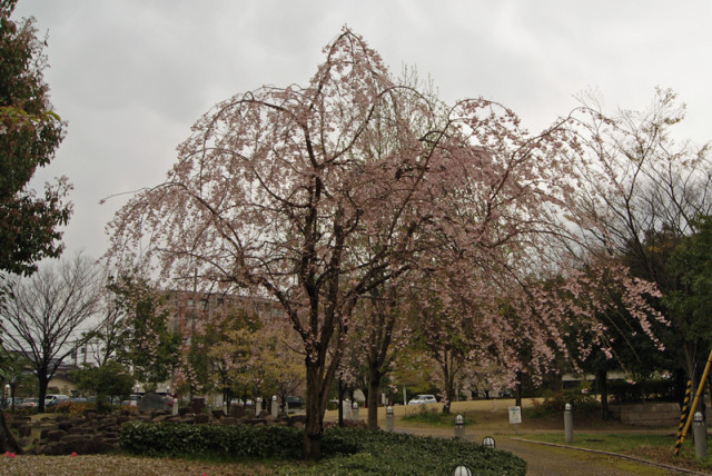 御経塚線の広場の枝垂れ桜