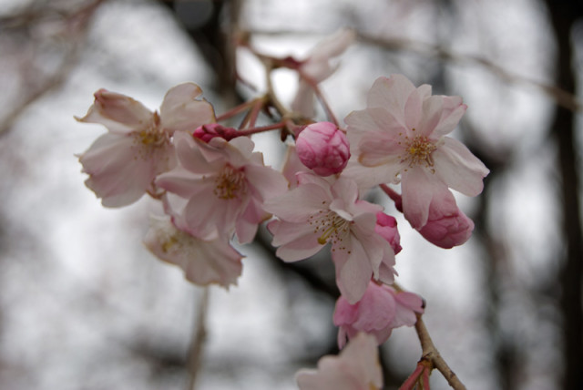 御経塚 線の広場の枝垂れ桜
