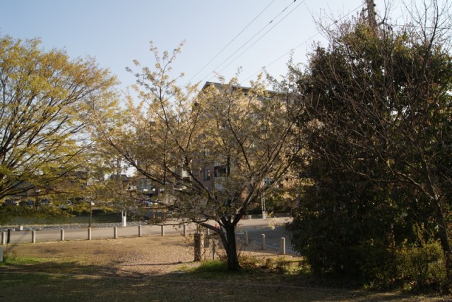 御経塚 泉の広場の桜