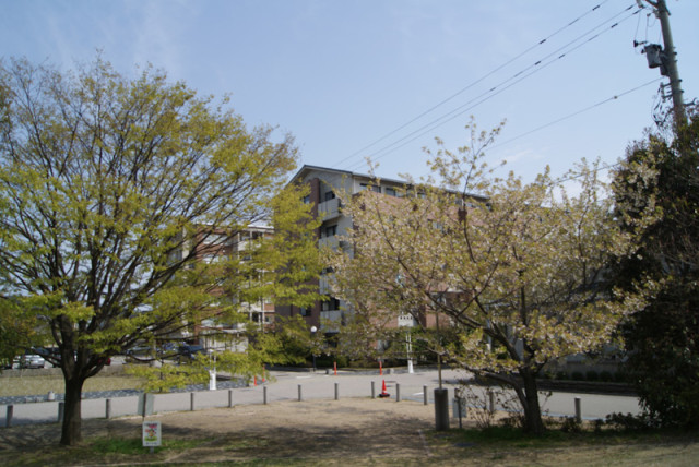 御経塚 泉の広場の桜
