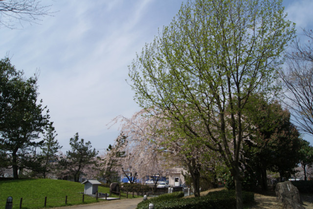 御経塚 泉の広場の桜と木蓮