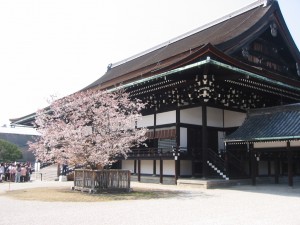 京都御所 右近の桜